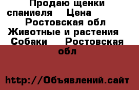 Продаю щенки спаниеля  › Цена ­ 2 000 - Ростовская обл. Животные и растения » Собаки   . Ростовская обл.